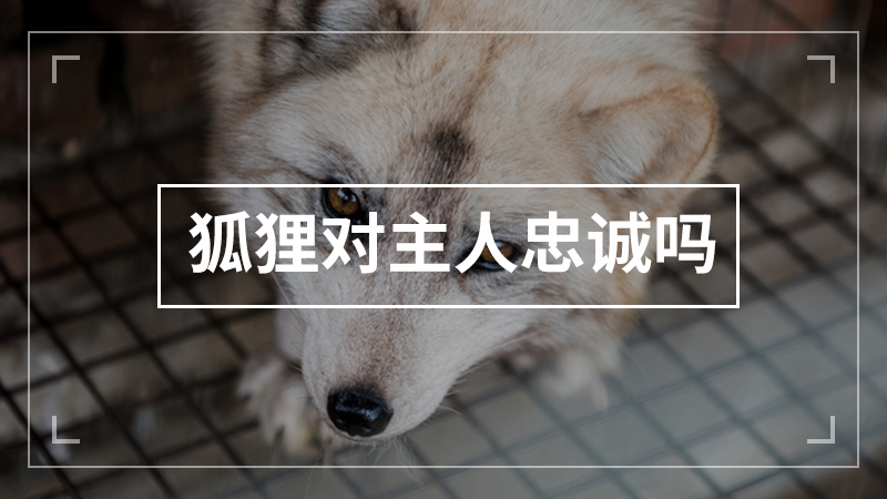 德国狐狸犬聪明吗_德国狐狸犬性格特征_德国狐狸犬