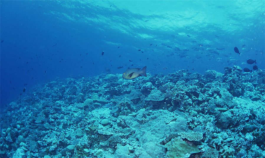 海洋之恋游戏_海洋恋歌多少钱_海洋恋爱着月光