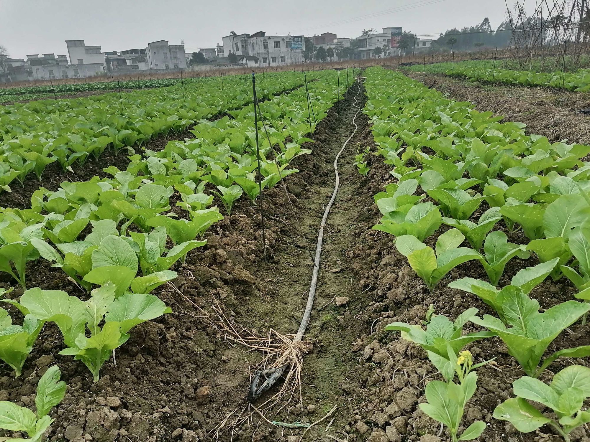 农场种菜游戏手游攻略_好玩的农场种菜游戏_农场游戏种菜