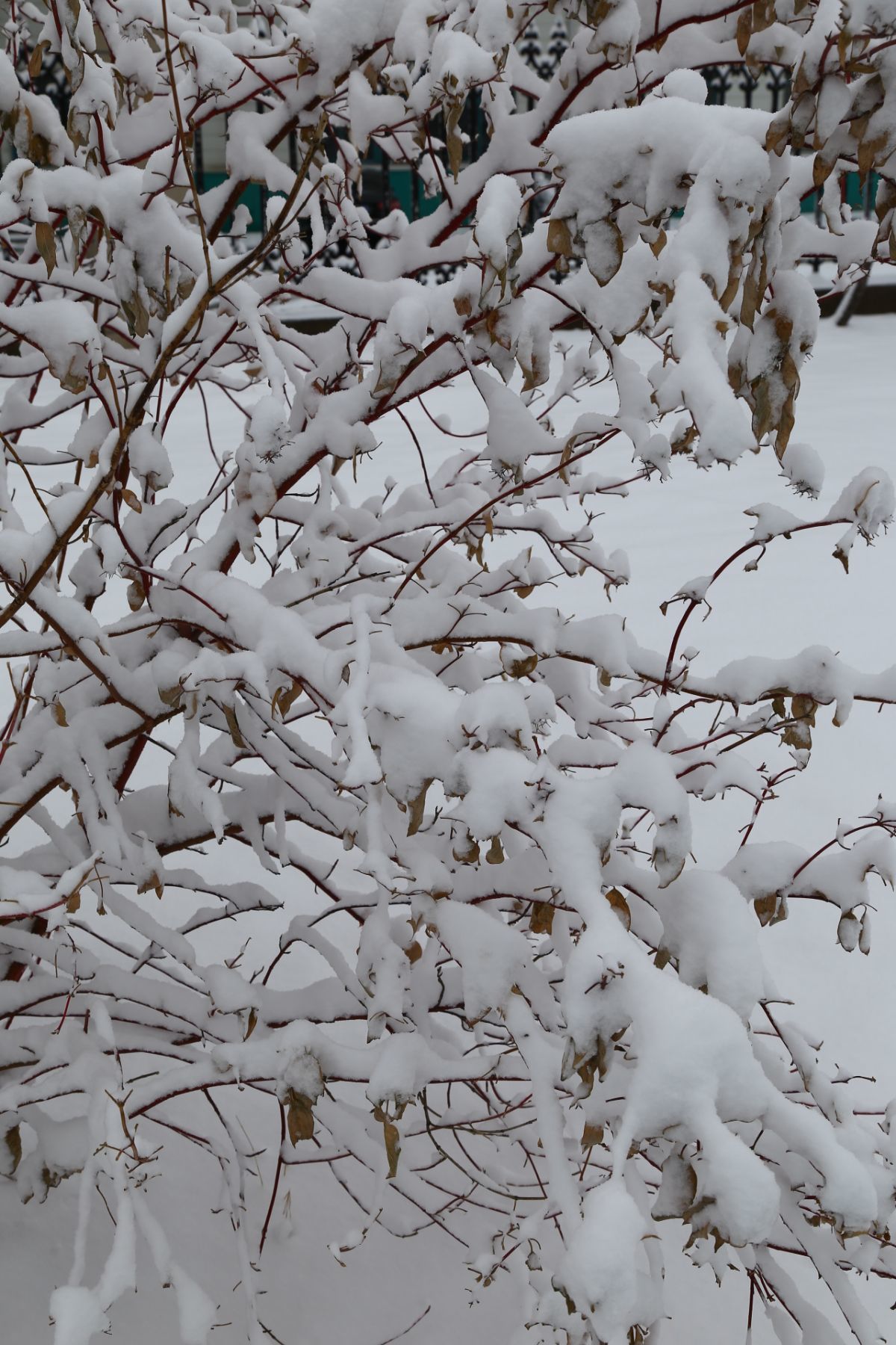 雪花纷飞_雪花纷飞是什么歌_雪花纷飞不是冬是什么生肖