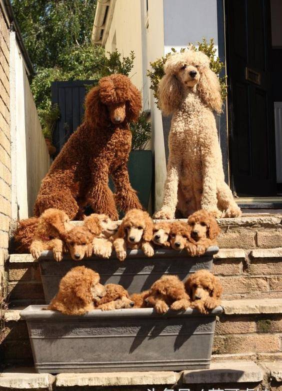 贵妇犬的特征_贵妇犬图片大全贵宾犬_贵妇人犬图片