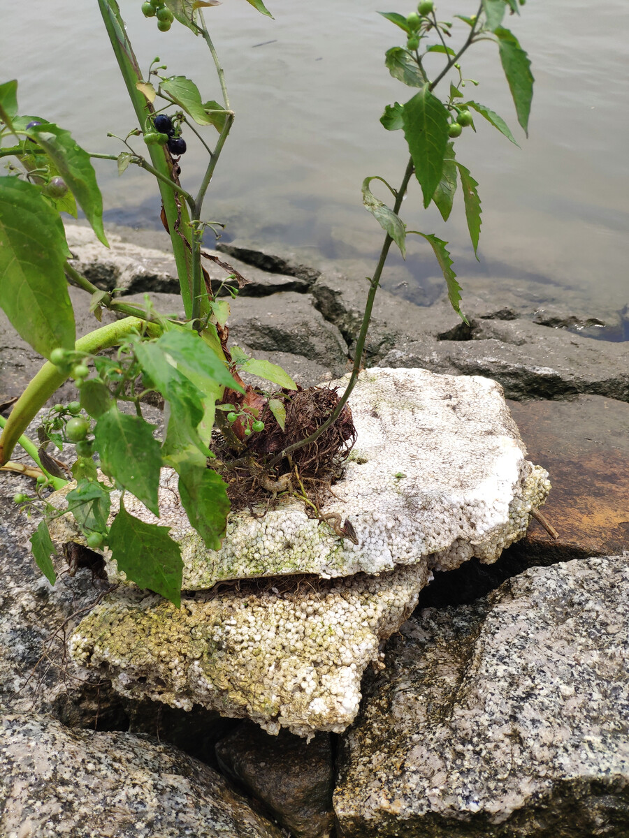 狂野西部植物危机第三天攻略_植物危机第二天攻略_植物危机第三天攻略