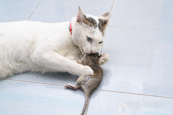 福五鼠小气猫福福鼠_猫和老鼠之母球鼠_老鼠猫抓老鼠