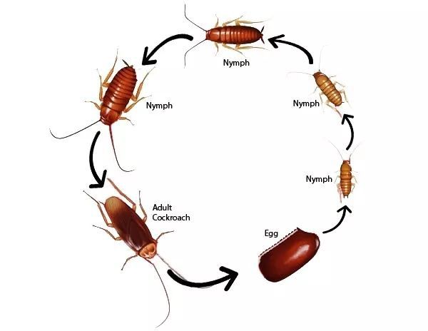 蟑螂卵_蟑螂卵会在人的身体里繁殖吗_蟑螂卵的灭除方法