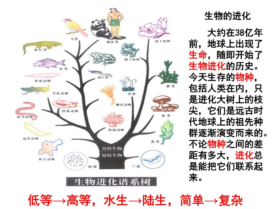 进化类似孢子游戏有哪些_类似孢子进化的手机游戏_类似孢子的进化游戏