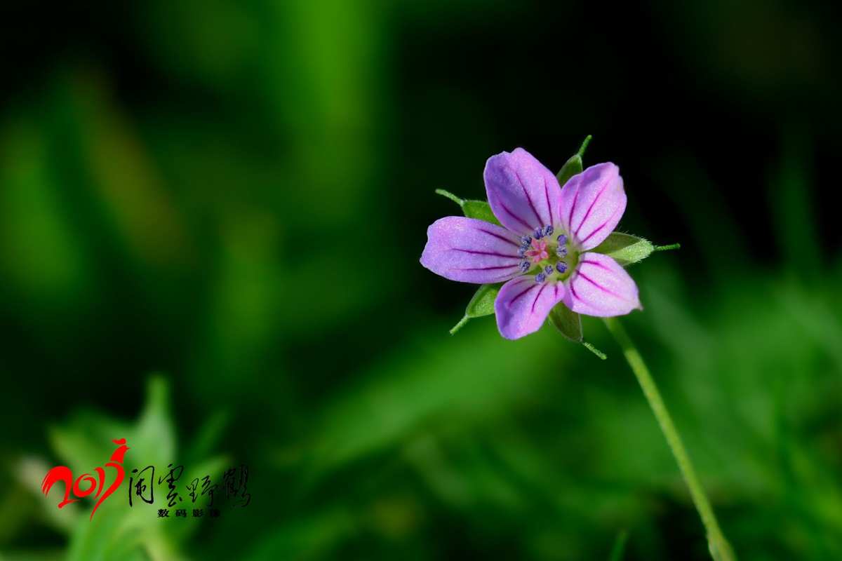 小花仙游戏花精灵图鉴_小花仙游戏官网_小花仙游戏