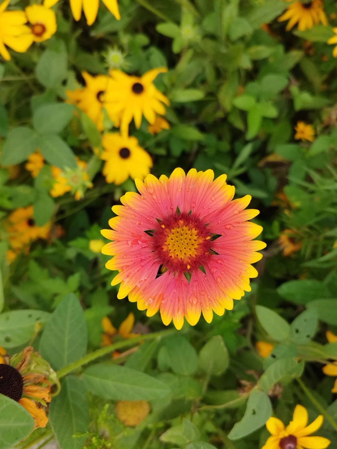 小花仙游戏官网_小花仙游戏花精灵图鉴_小花仙游戏