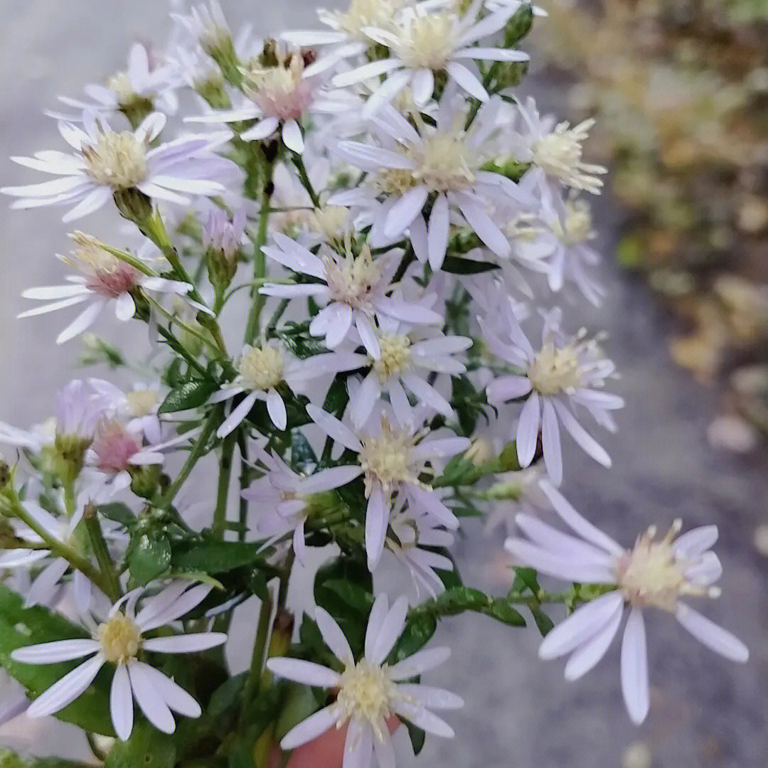 小花仙游戏_小花仙游戏官网_小花仙游戏花精灵图鉴