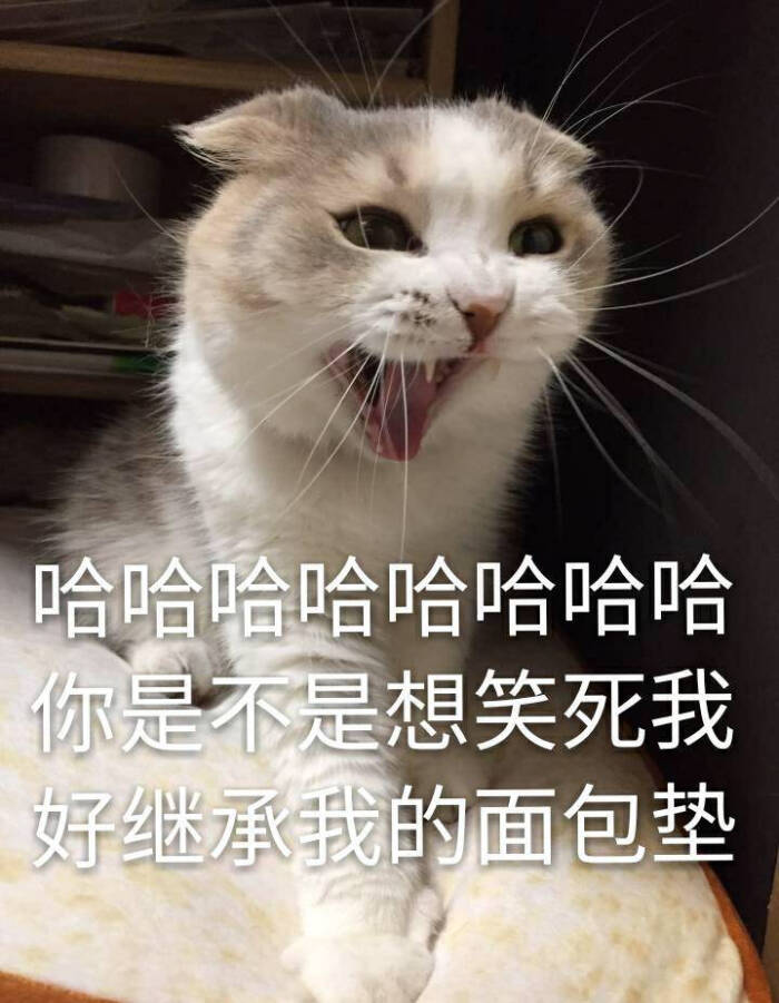 狗狗猫猫搞笑_猫猫狗狗的游戏_猫猫大战狗狗