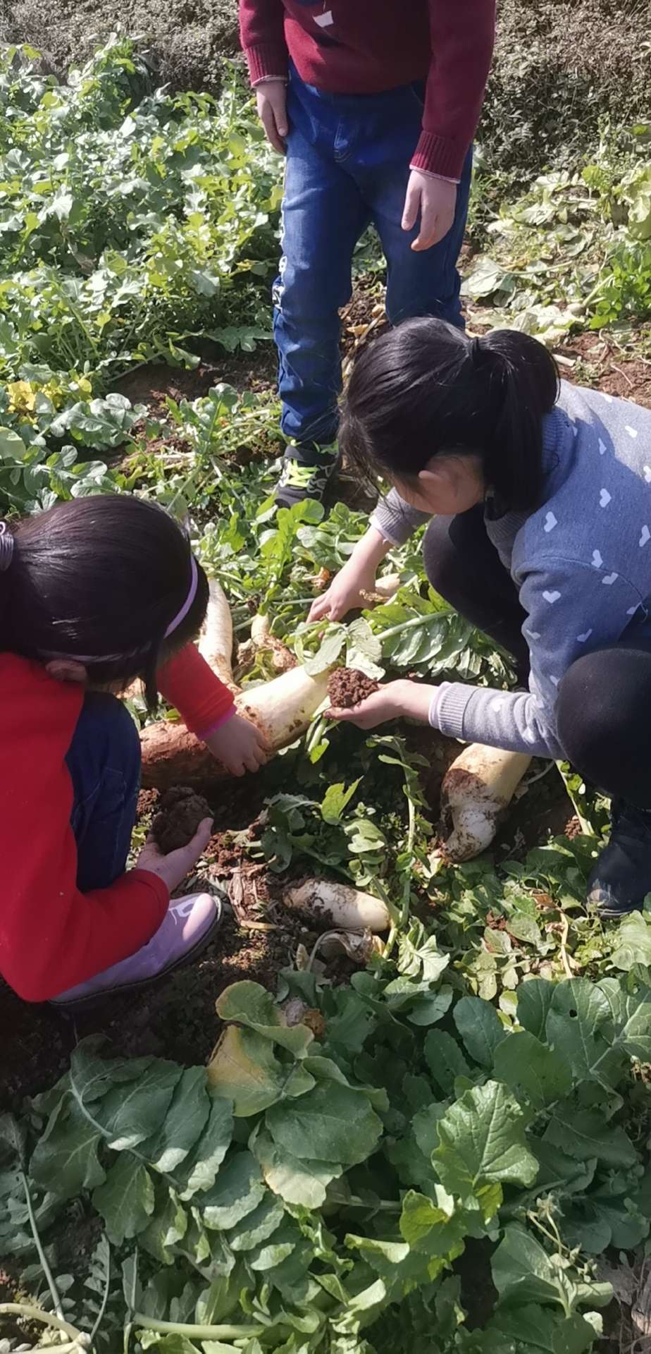 51农场_溪谷农场如何扩大农场_农场主的三个女儿