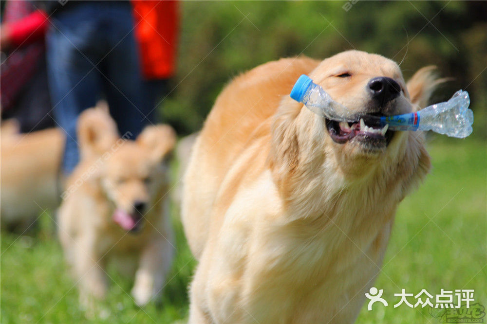 延安宠物乐园，寻找温馨伴侣