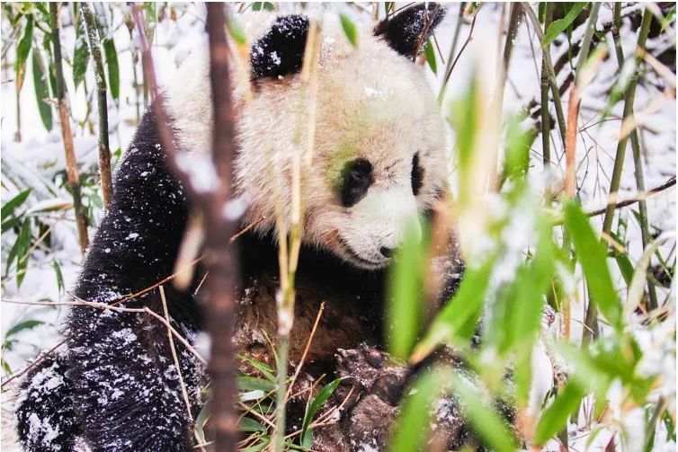 大熊猫的保护区在哪_大熊猫被保护在哪个自然保护区_世界上最大的大熊猫保护区是