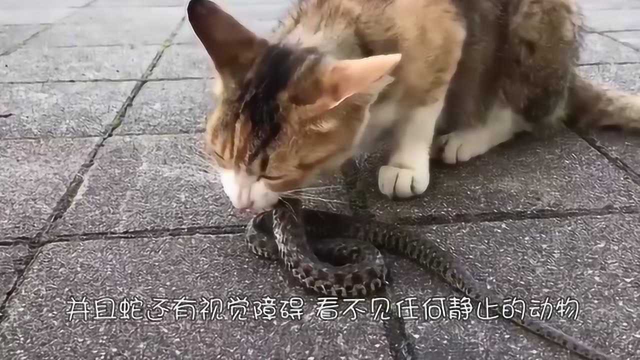 蛇大战猫_猫大战蛇大战大鲨鱼游戏_猫大战蛇