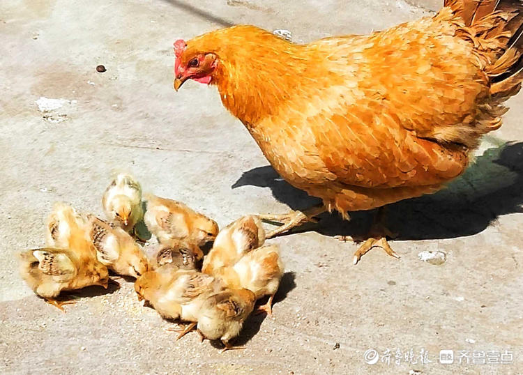 小鸡怎么过对面的马路_小鸡过马路各科老师的说法_小鸡过马路的话题