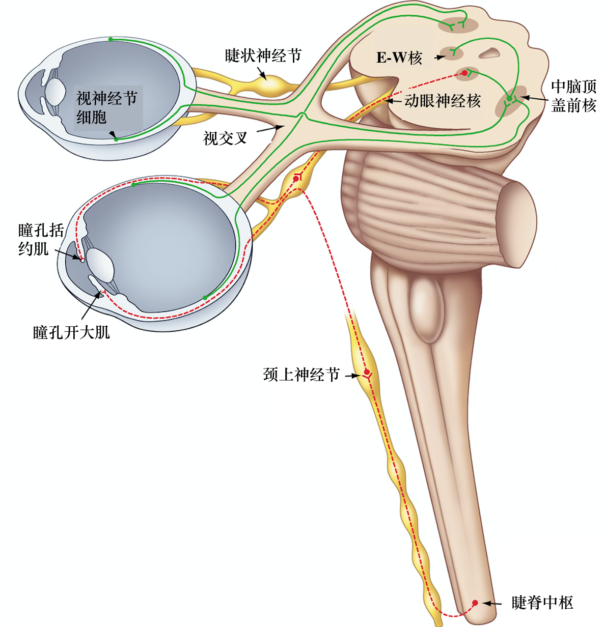 红瞳代表什么_红瞳真的存在吗_红瞳