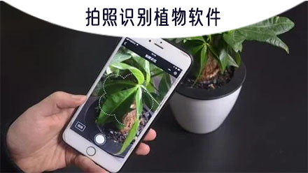 神器识别植物的软件_植物识别神器app_植物识别神器