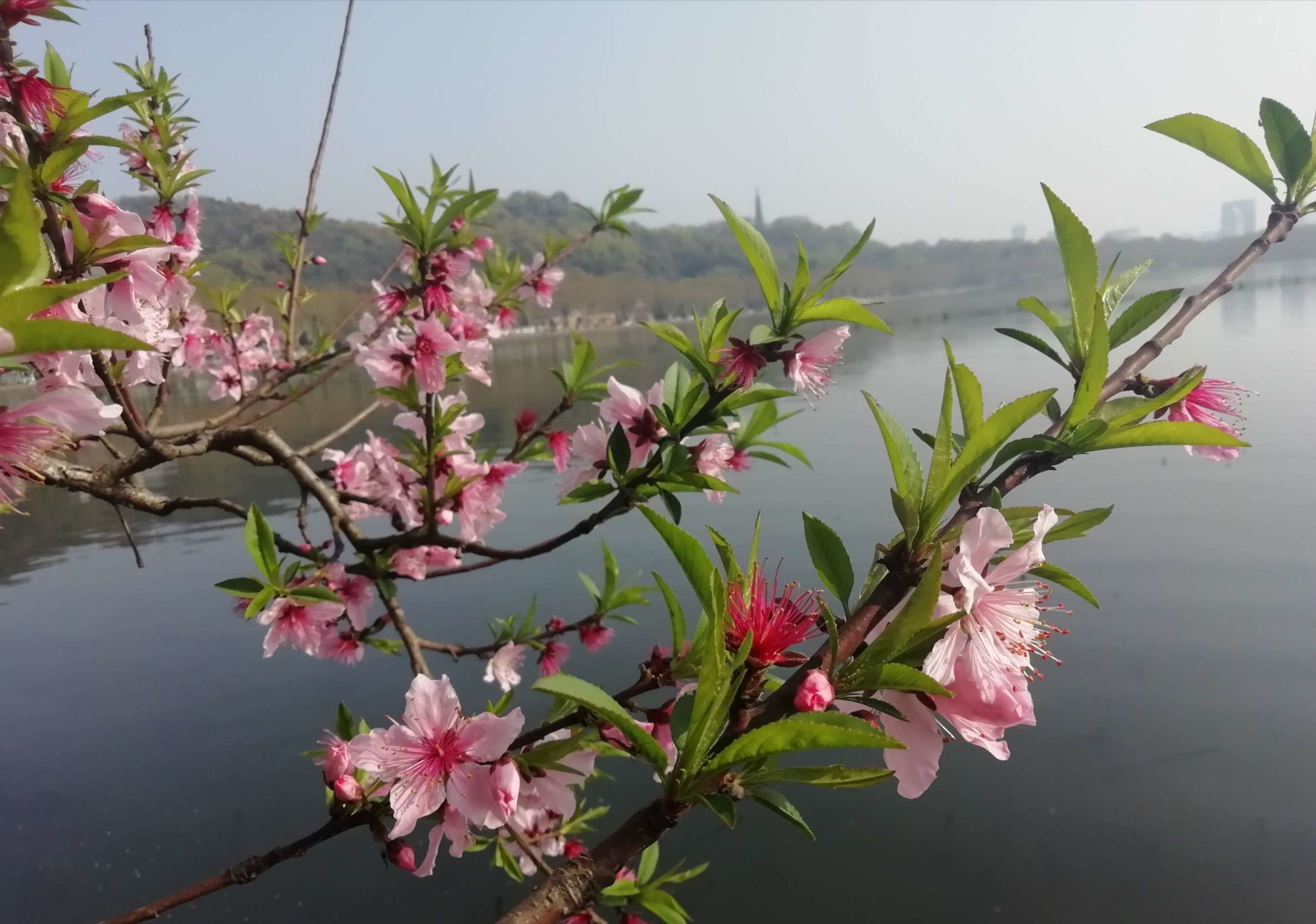 浪漫浪漫玫瑰花图片_浪漫桃色春天_桃色浪漫