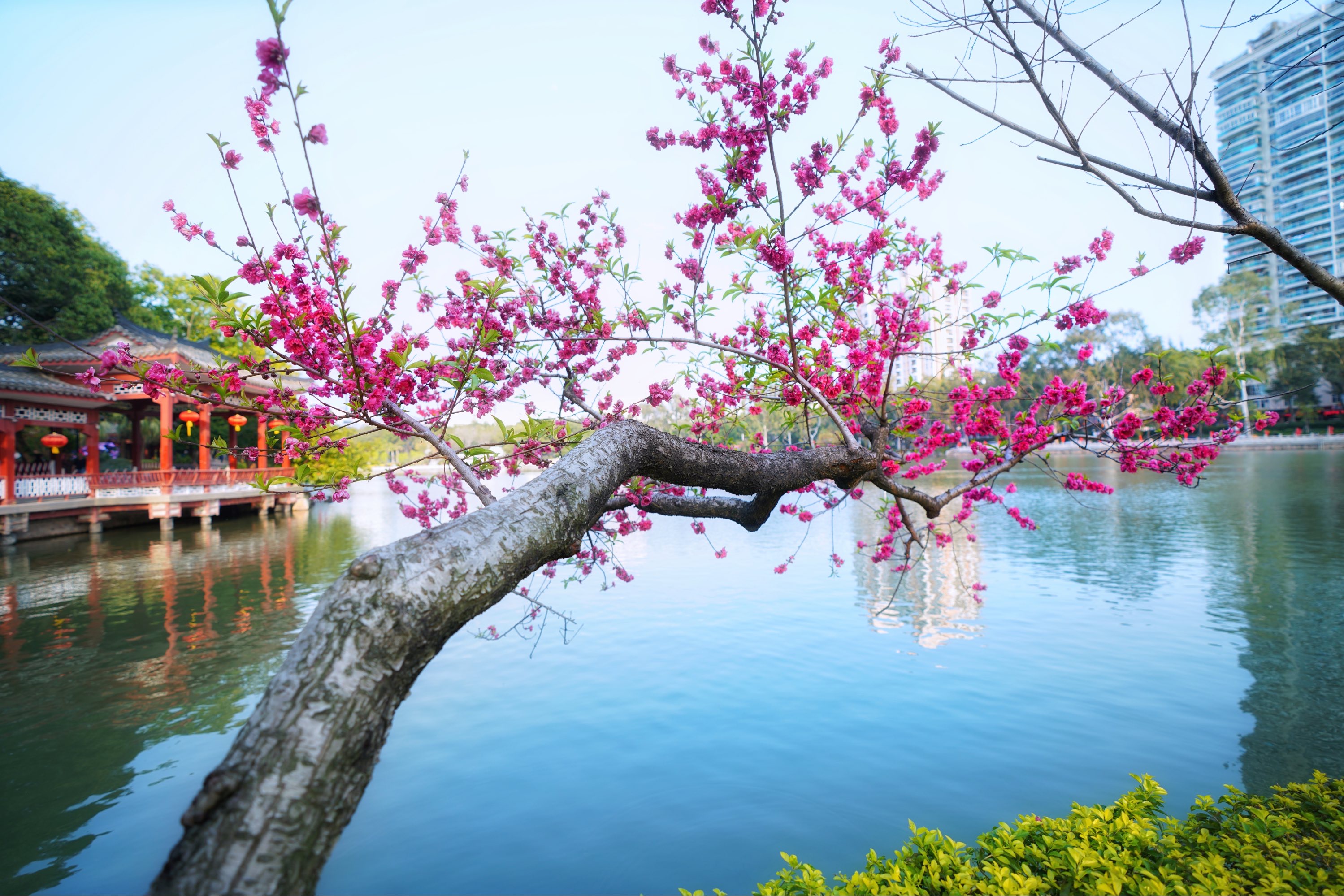 浪漫桃色春天_浪漫浪漫玫瑰花图片_桃色浪漫