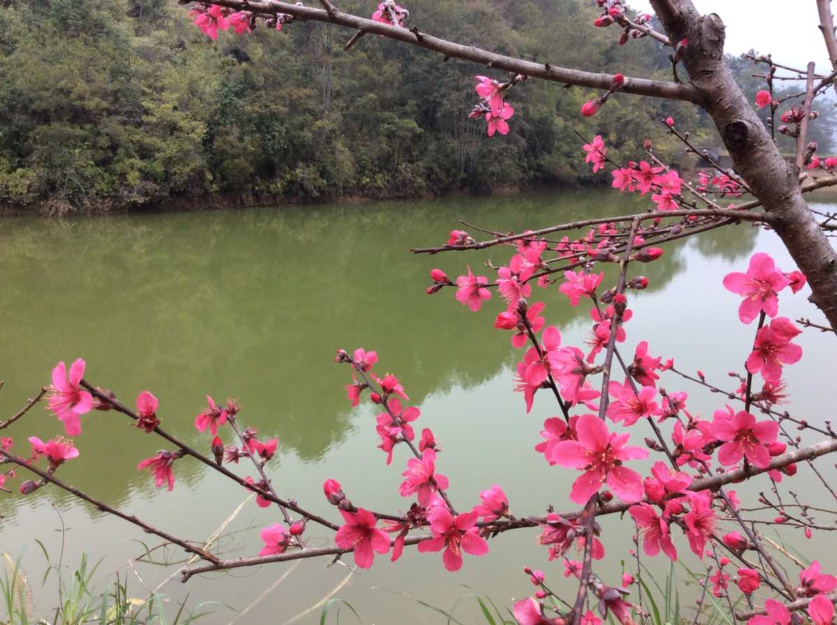 浪漫浪漫玫瑰花图片_桃色浪漫_浪漫桃色春天