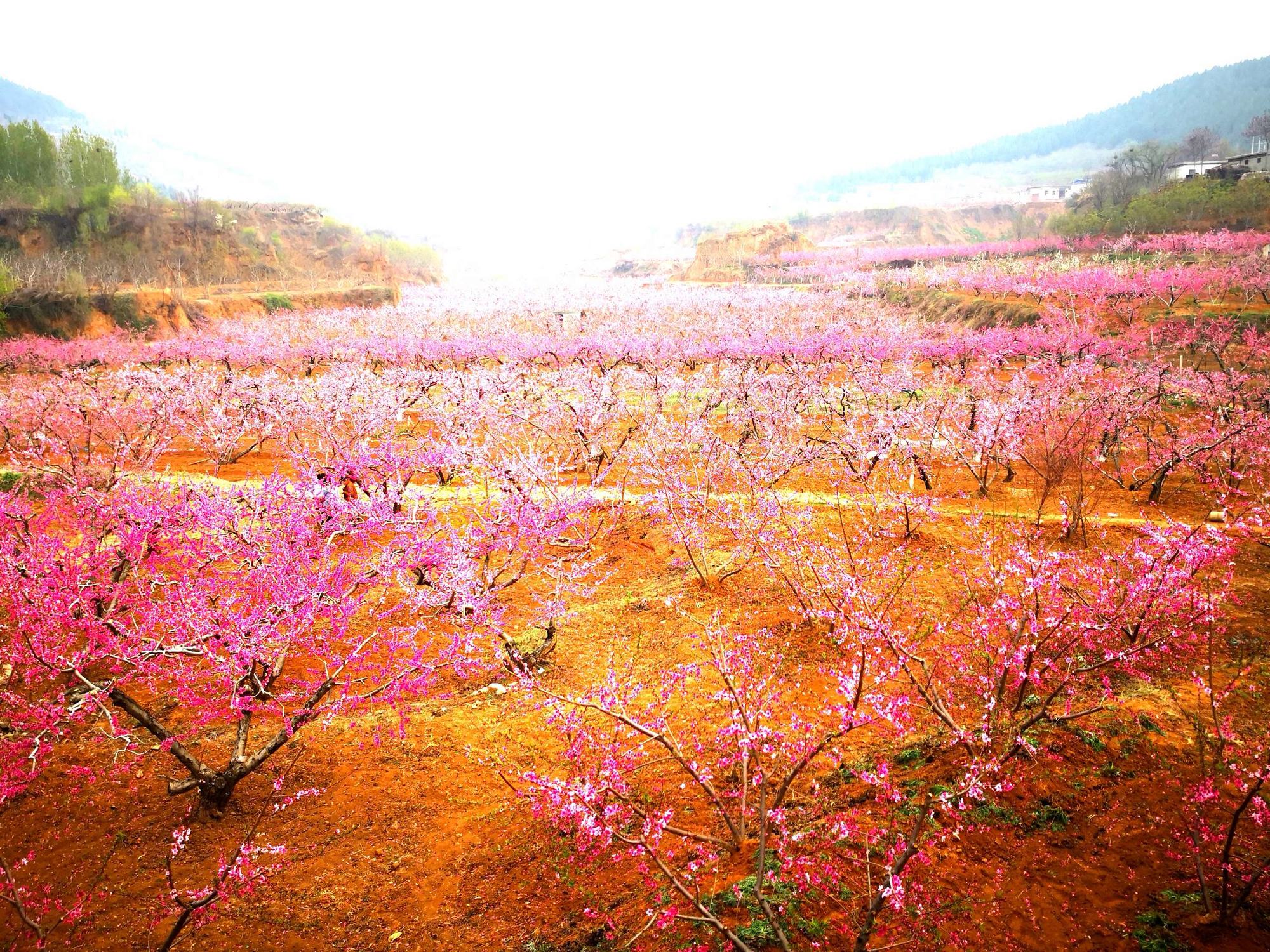 桃花源记翻译及原文_桃花源记2_桃花源记原文