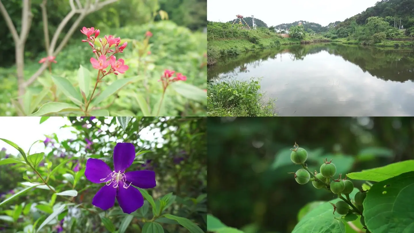 纳瑟乌森林在哪_乌金木森林童话_纳瑟姆曲线