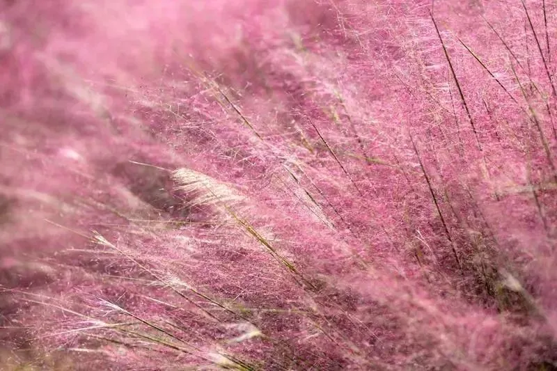 花园浪漫名字_花园浪漫图片_浪漫花园