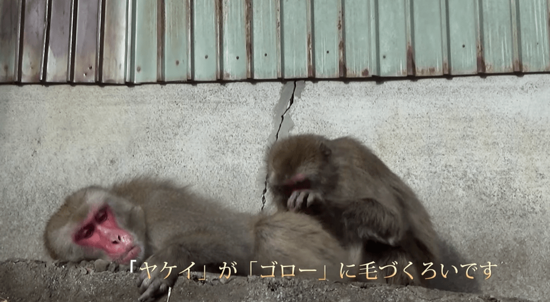 驴交配驴交配_猴子交配_动物交配全过程交配