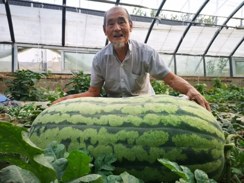 酉瓜视频_杨颖吃东酉下巴视频_事瓜视频