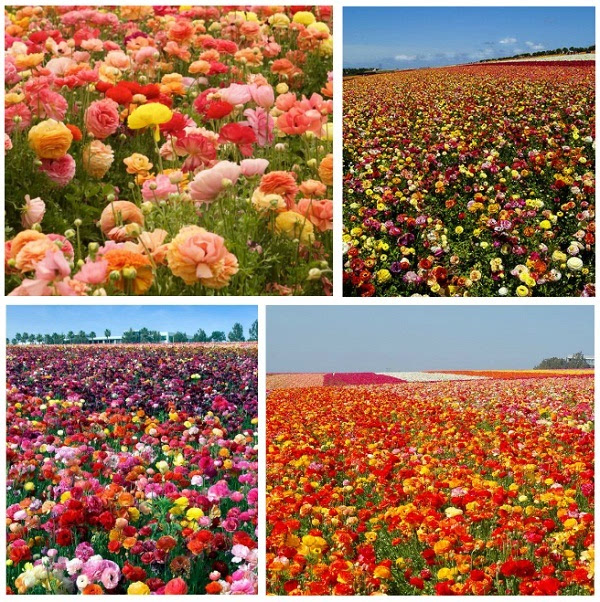 如何种花_花如意_花如意图片