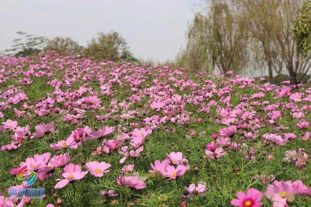 花花影_花花影_花花影