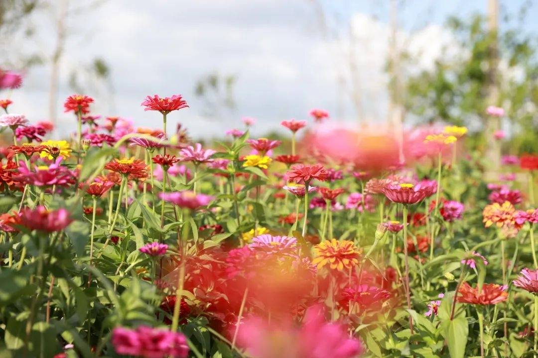 花花影_花花影_花花影