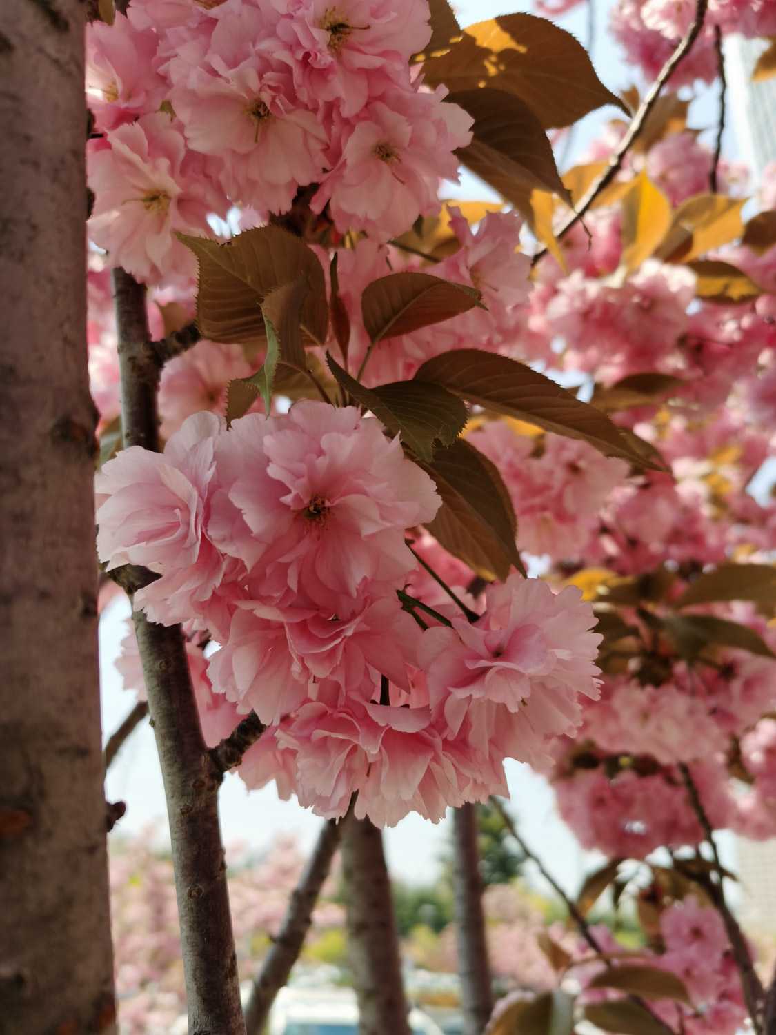 樱花草在线社区www_樱花草在线社区www_樱花草在线社区www