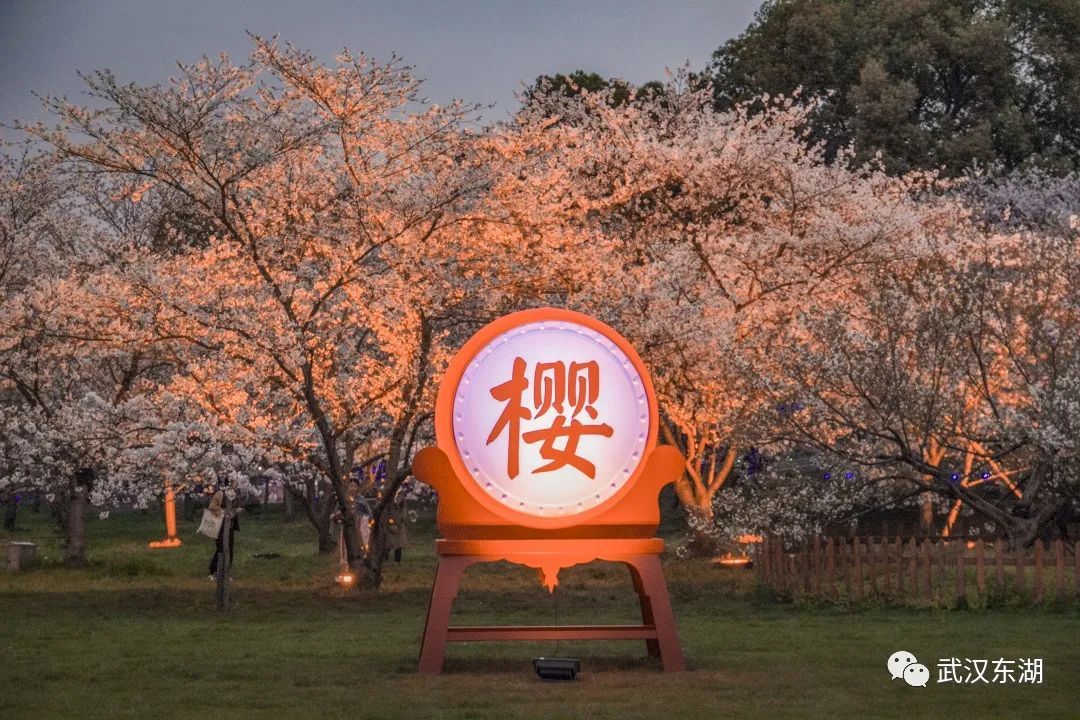 南京樱花祭_樱花祭歌曲_樱花祭