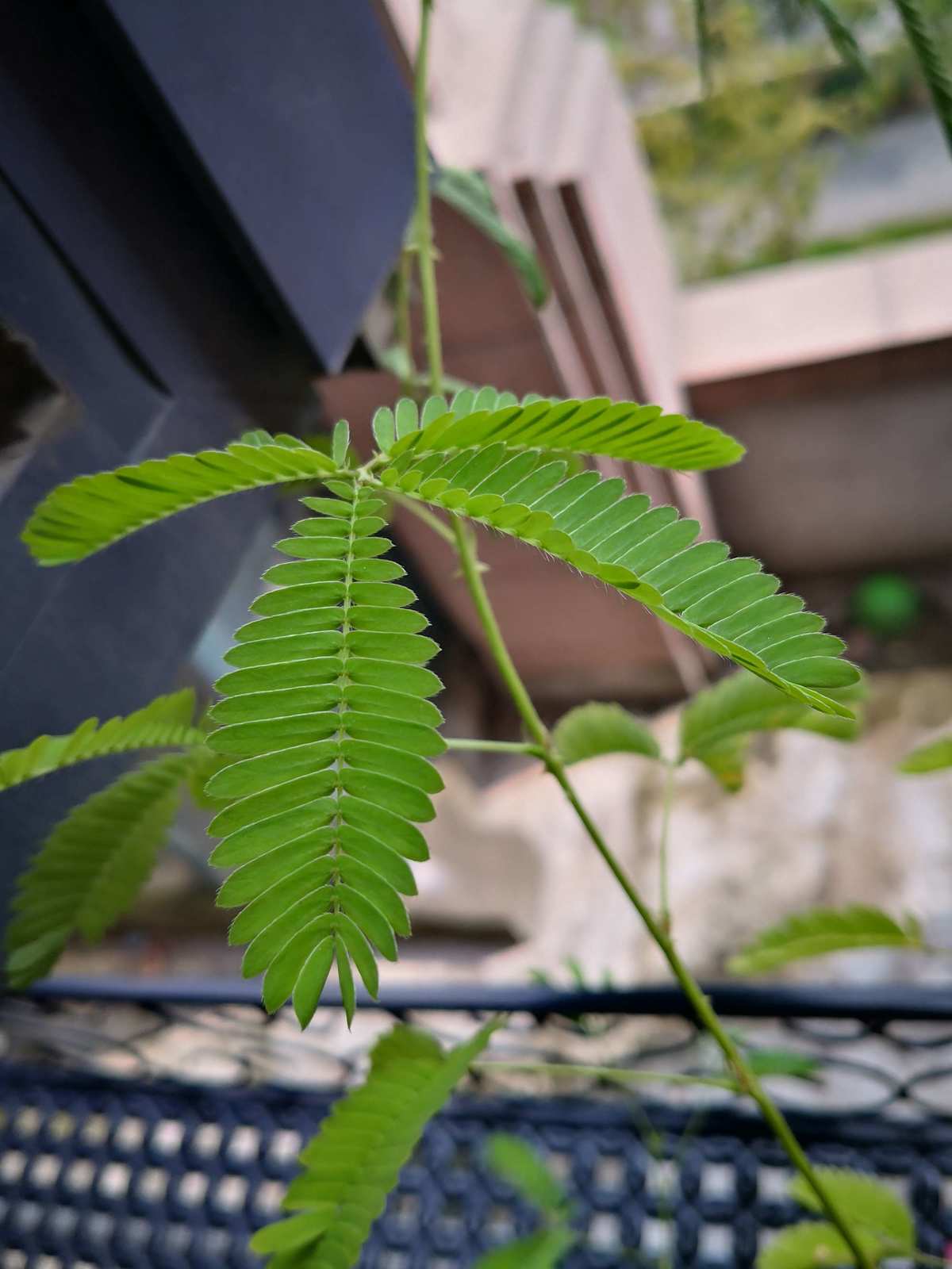 含羞草实验所入口免费所有下_含羞草实验所入口免费所有下_含羞草实验所入口免费所有下