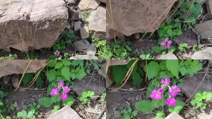 野花视频免费直播在线观看_野花视频免费直播在线观看_野花视频免费直播在线观看