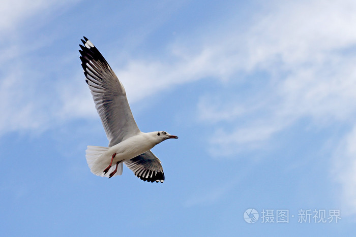 尼飞比特_尼飞彼多_尼飞彼多图片(高质量)