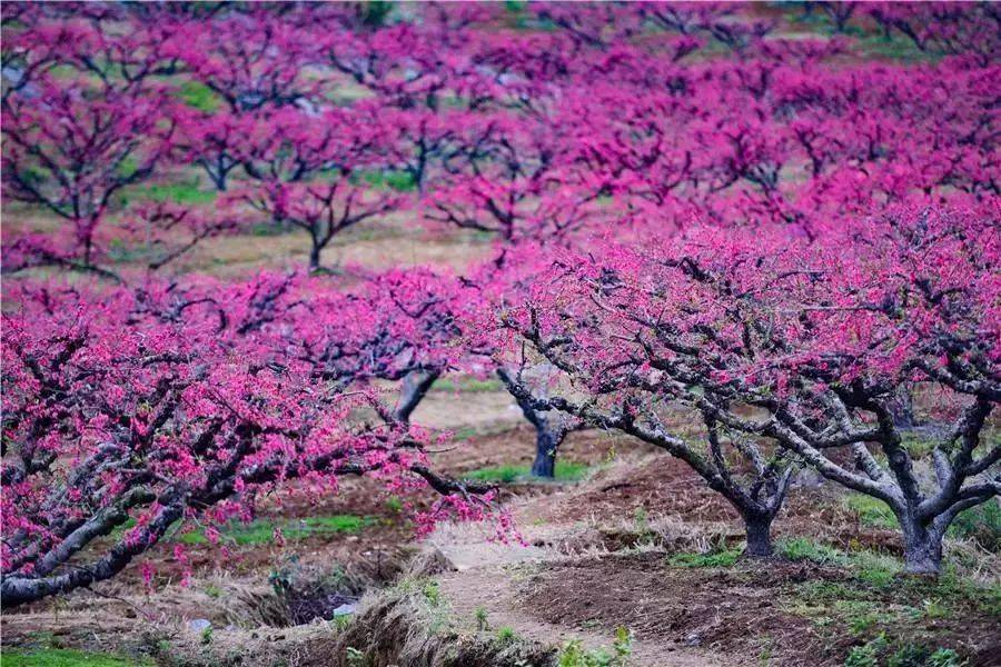 桃花园_桃花园别墅_桃花园记