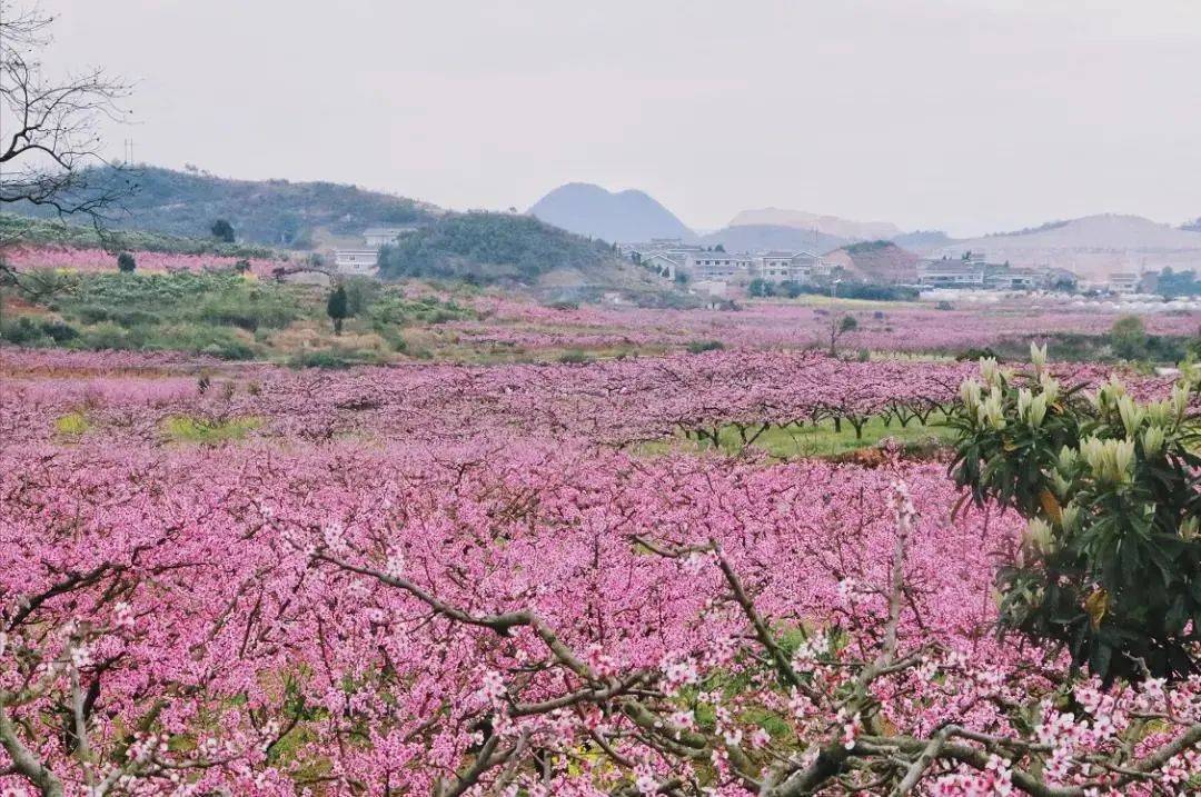 桃花园_桃花园记_桃花园别墅