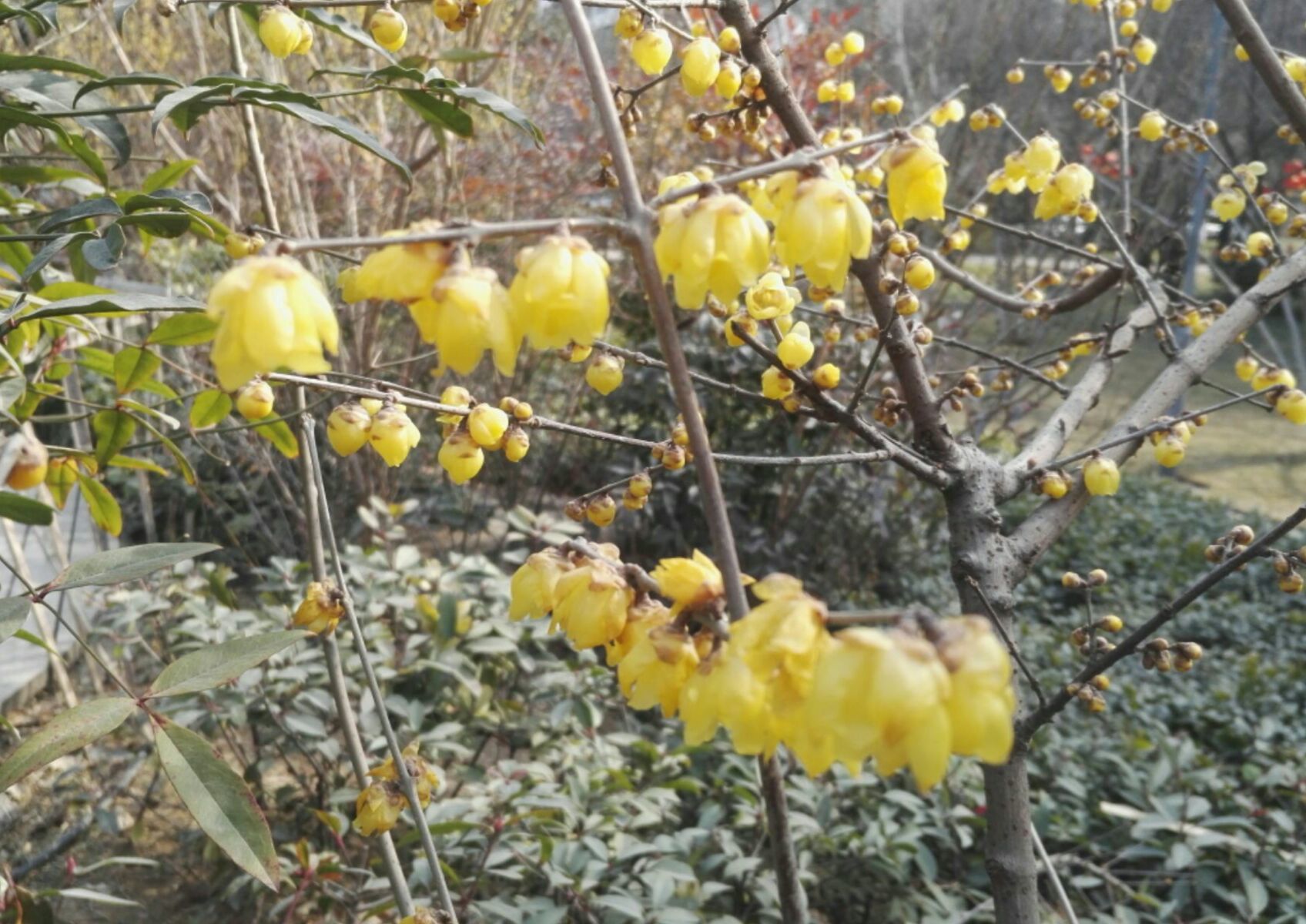 动画片天眼香凌_都市凌香录之沈玲_香凌