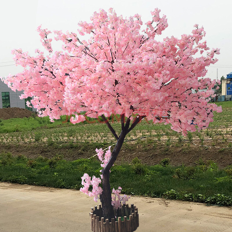 樱花任务_樱花任务_樱花任务