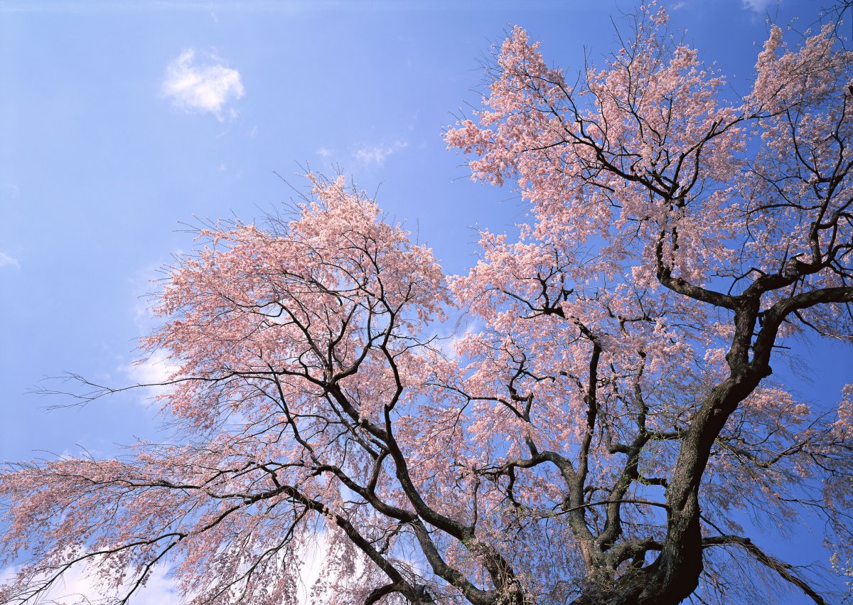 樱花任务_樱花任务_樱花任务