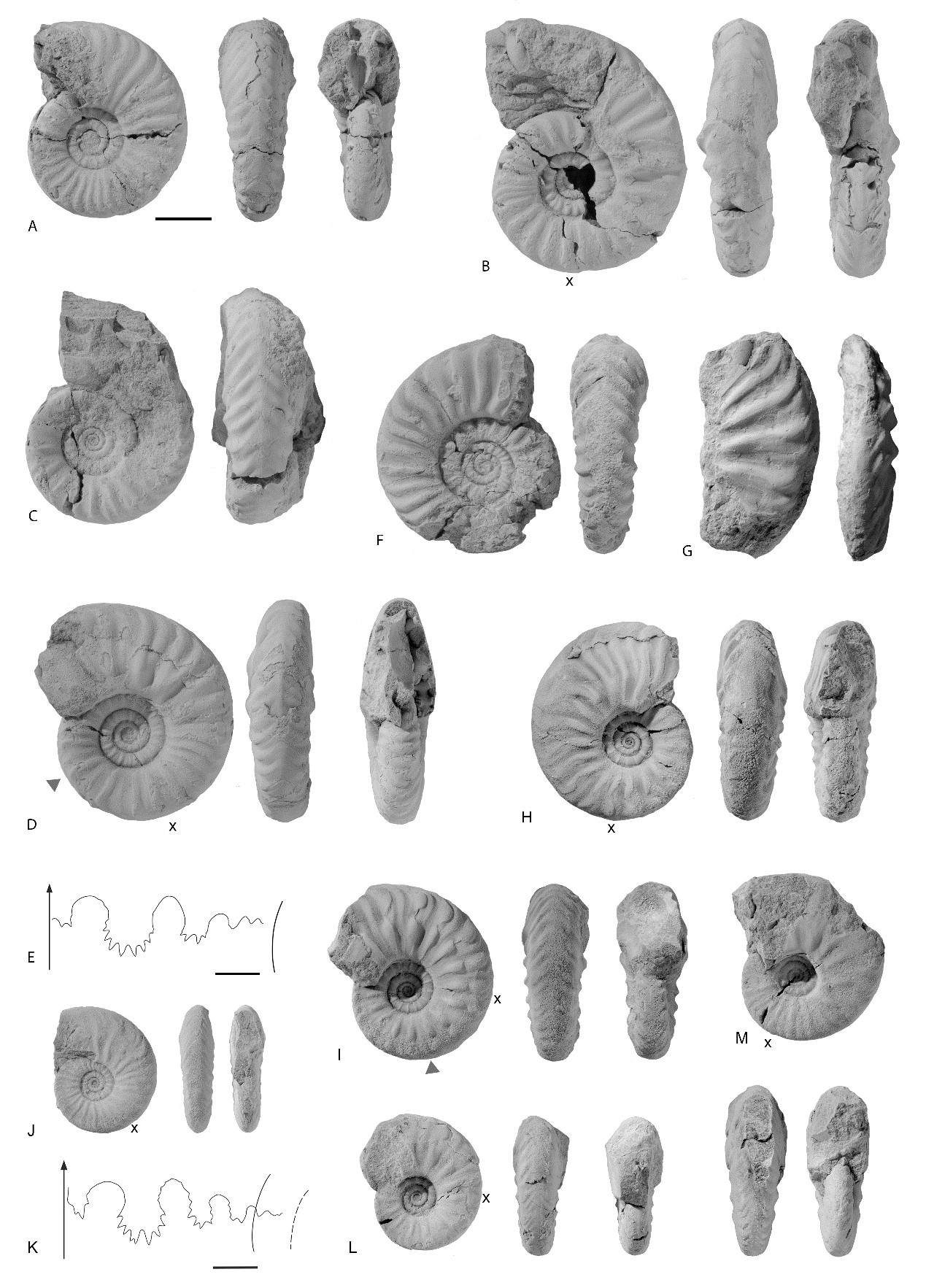 菊石兽_菊石兽_菊石兽