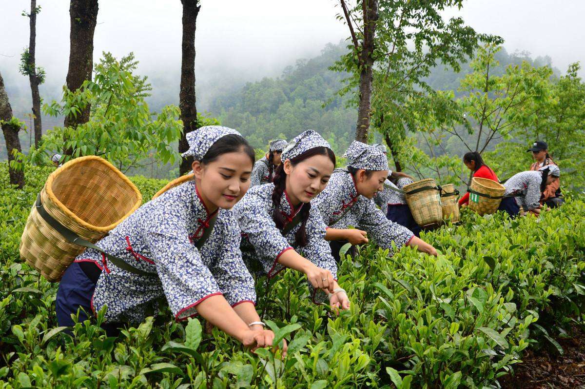 茶豚_茶豚中将_茶豚加计恶魔果实