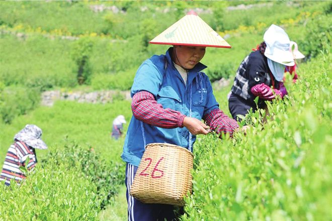 茶豚中将_茶豚_茶豚加计恶魔果实