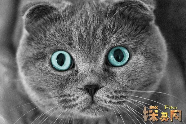 呼噜猫_猫呼噜噜的声音很大_猫呼噜呼噜的声音是怎么回事