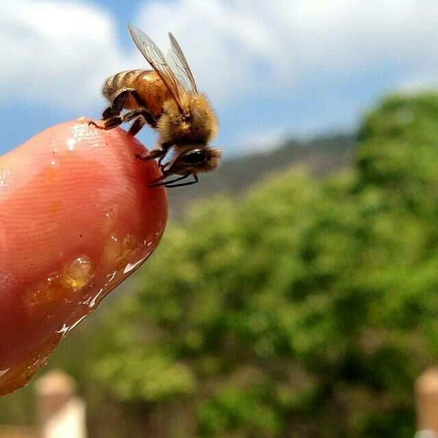 我的世界怎么养蜜蜂和收蜂蜜_我的世界怎么养蜜蜂和收蜂蜜_我的世界怎么养蜜蜂和收蜂蜜