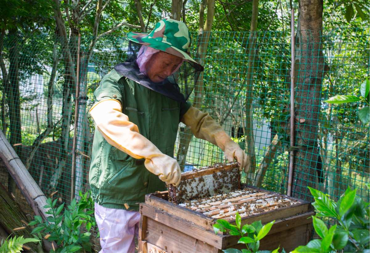 我的世界怎么养蜜蜂和收蜂蜜_我的世界怎么养蜜蜂和收蜂蜜_我的世界怎么养蜜蜂和收蜂蜜