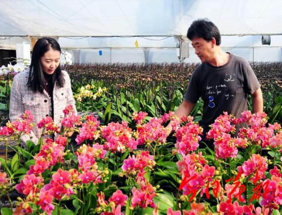 花洁夫人有几种颜色_花洁夫人形态_花洁夫人