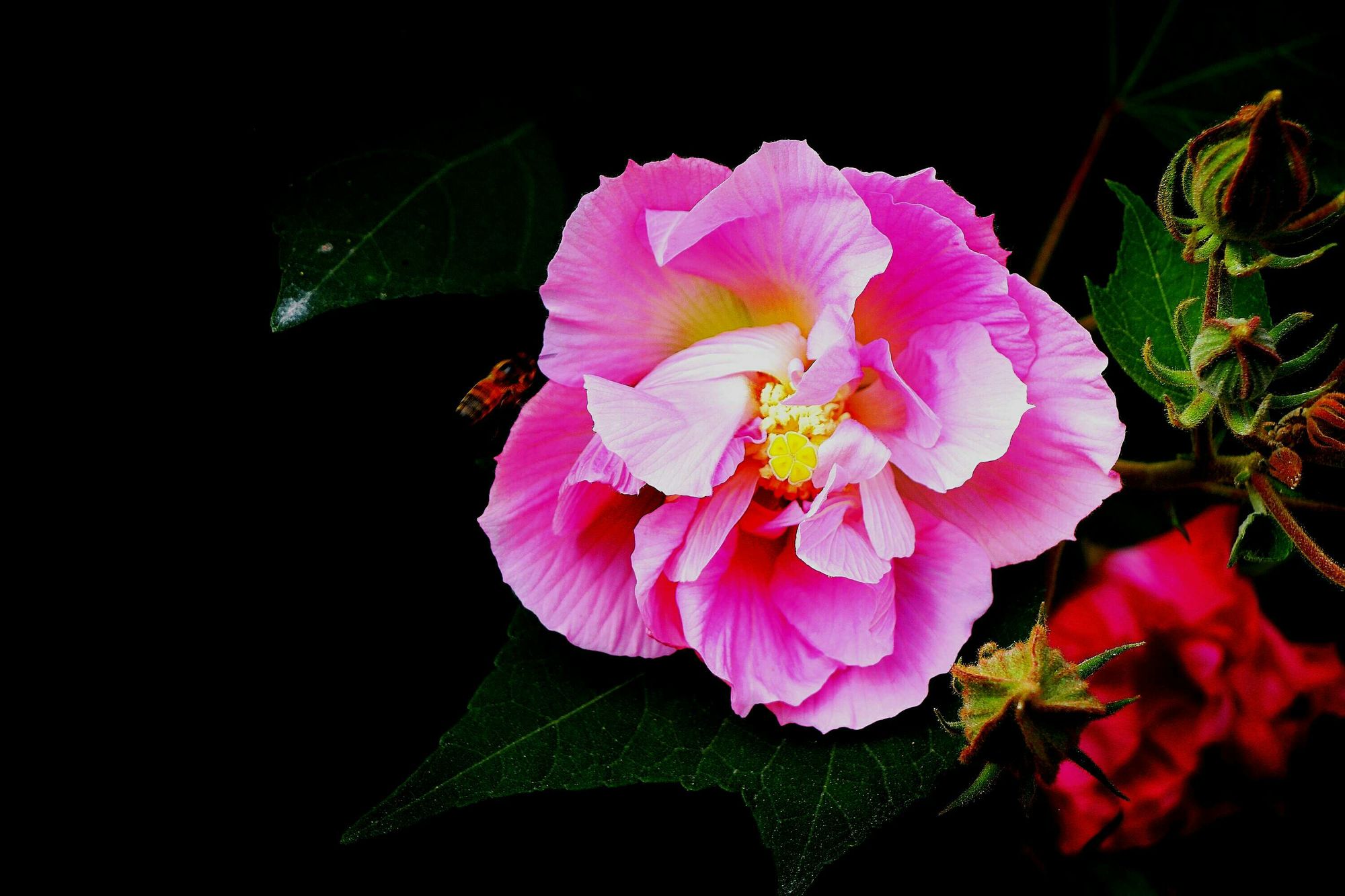 芙洛拉与儿子豆瓣_芙洛拉_芙洛拉英文名