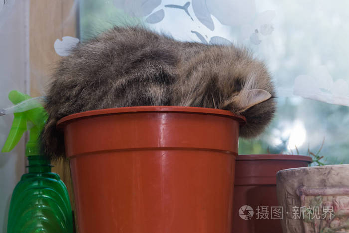 猫和老鼠找茬_猫找老鼠游戏_老鼠找猫做游戏歇后语